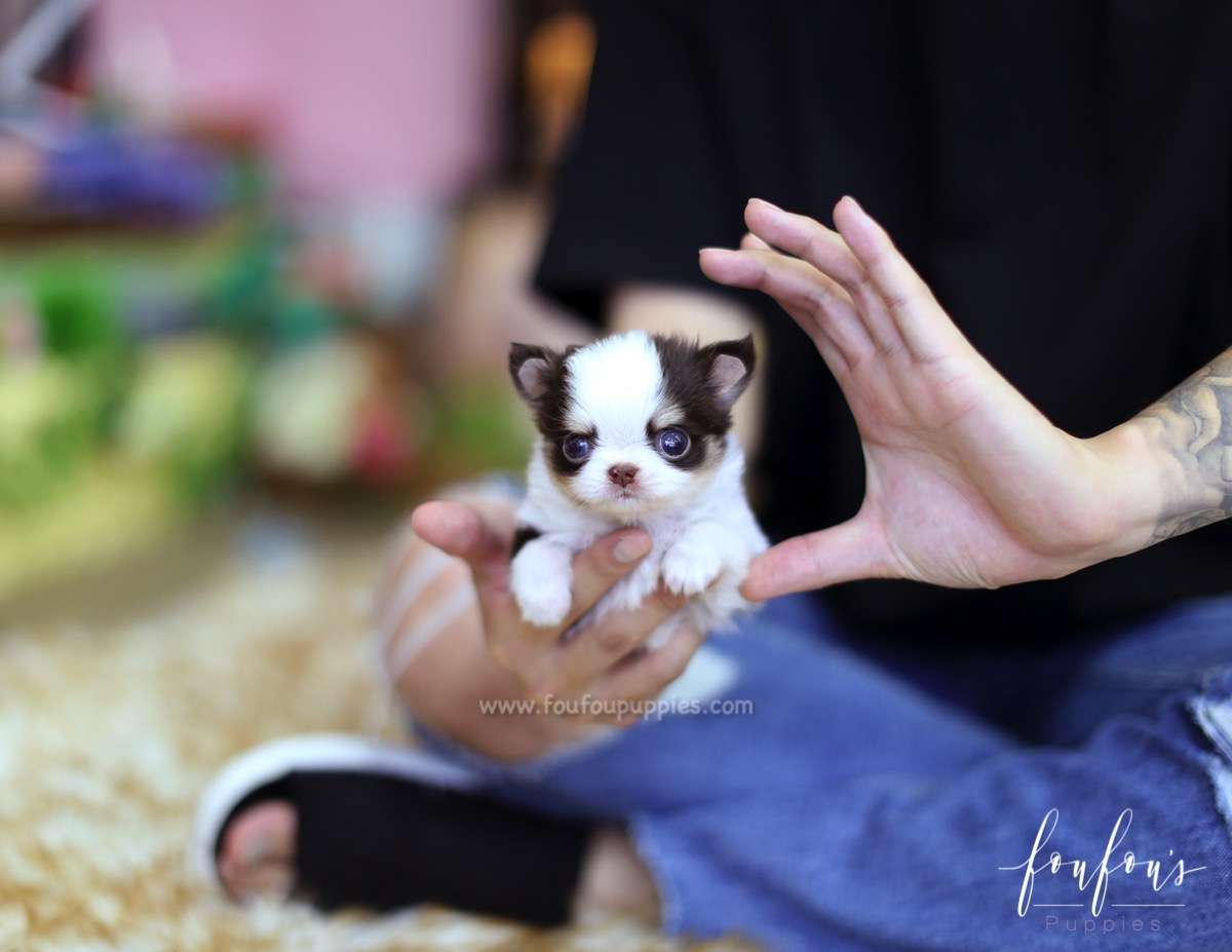 Pablo - Chihuahua M.