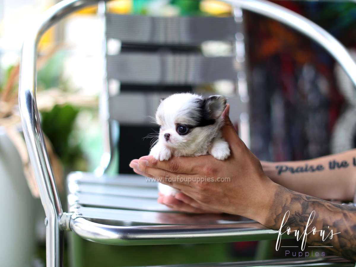 Elora - Chihuahua F.