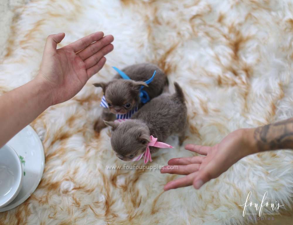 Monica - Chihuahua F.