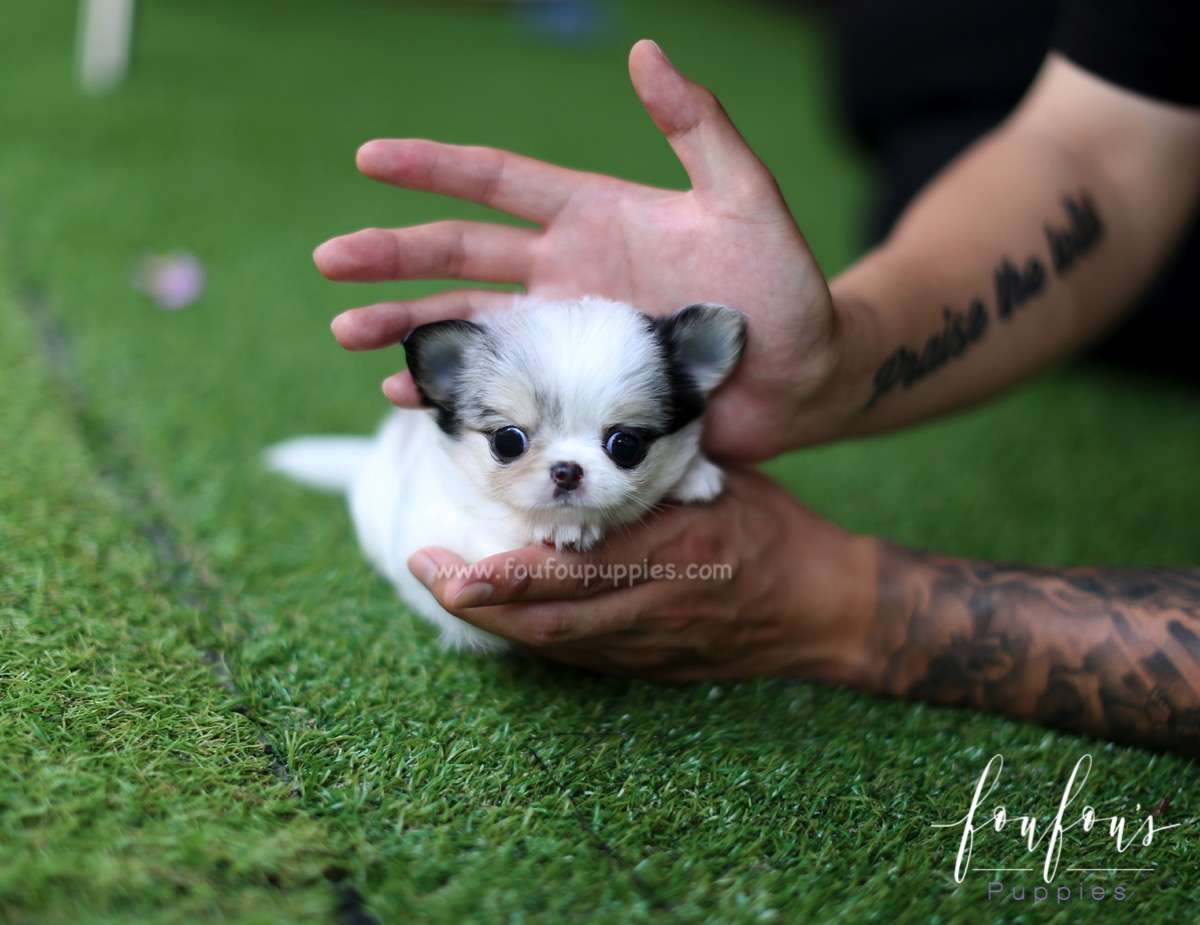Elora - Chihuahua F.