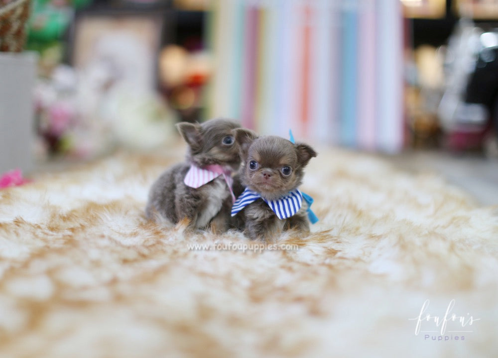 Monica - Chihuahua F.
