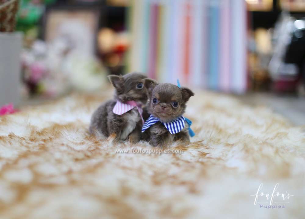 Teacup Chihuahua Puppies