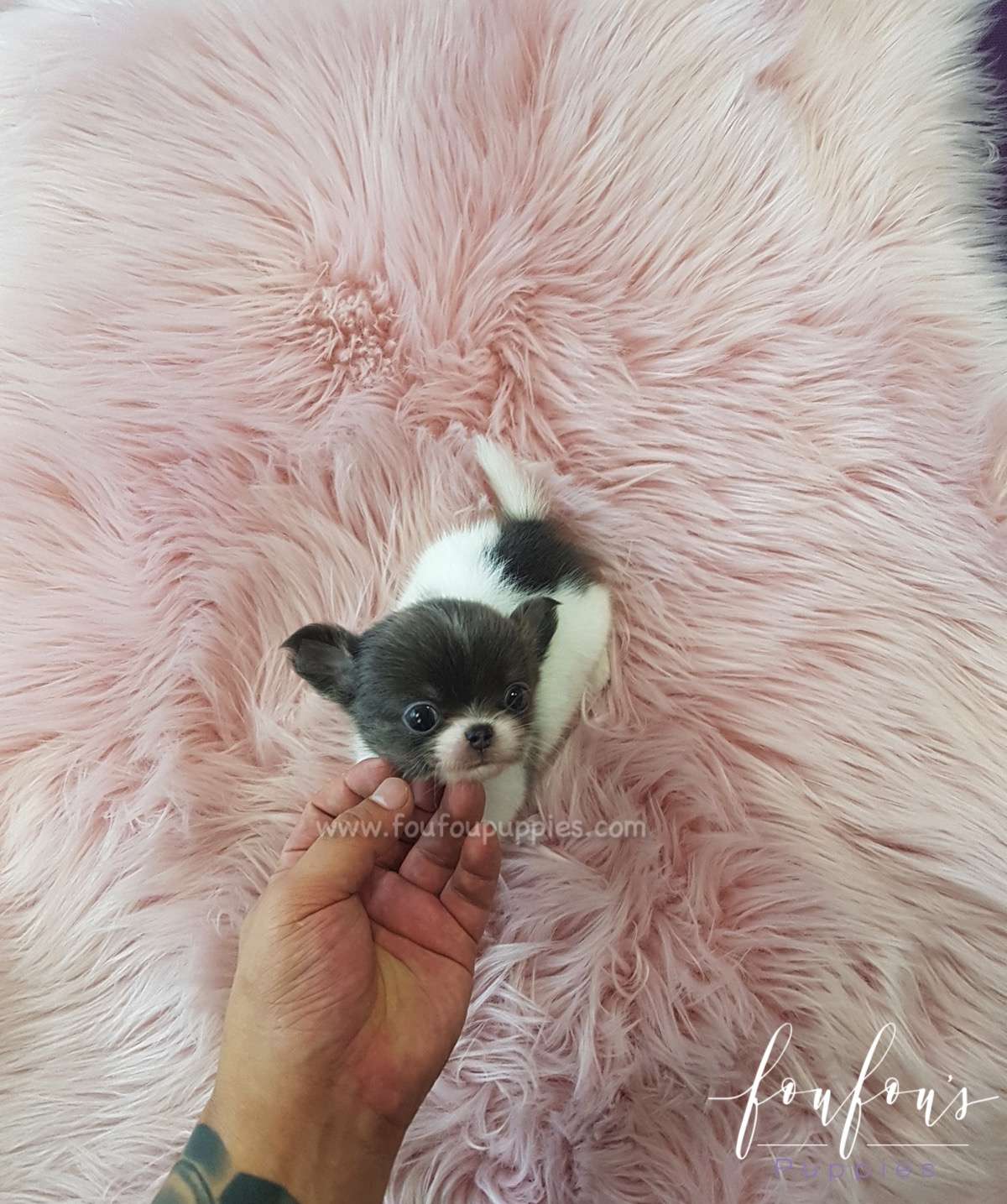 Shorty - Chihuahua M.