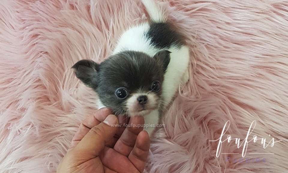 Shorty - Chihuahua M.