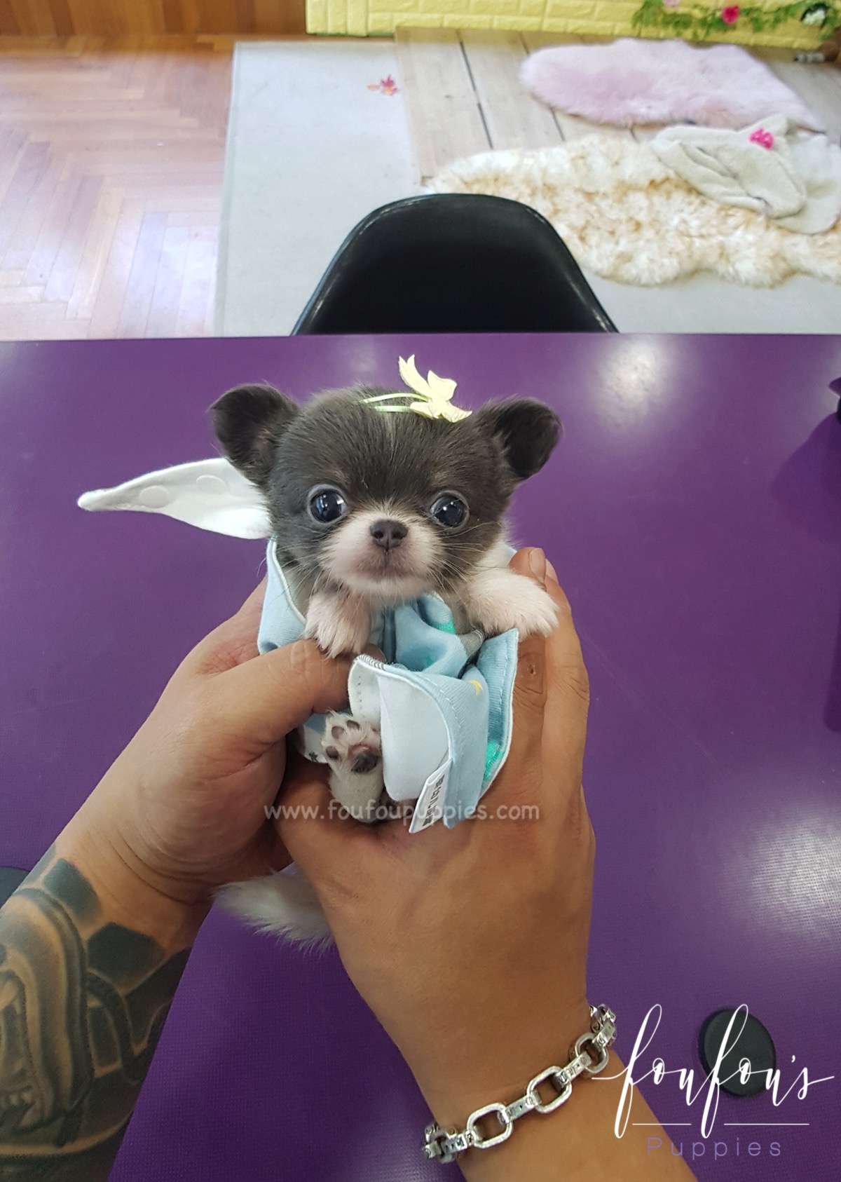 Shorty - Chihuahua M.