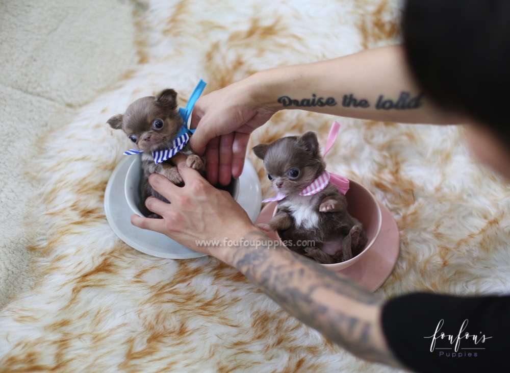 Monica - Chihuahua F.