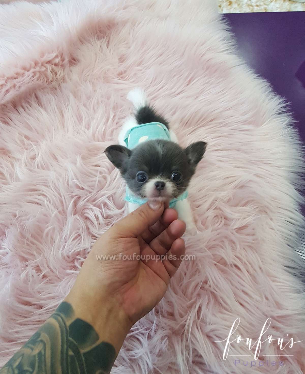 Shorty - Chihuahua M.