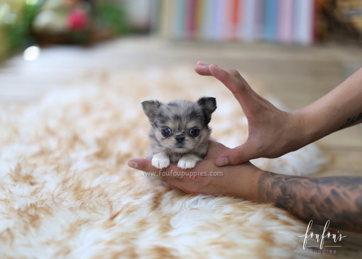Marble - Chihuahua F.