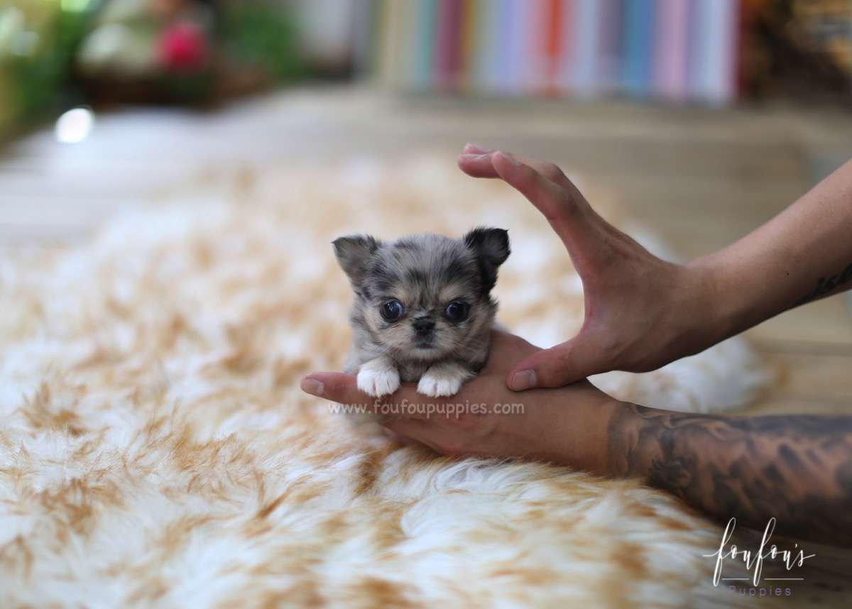 Teacup Chihuahua