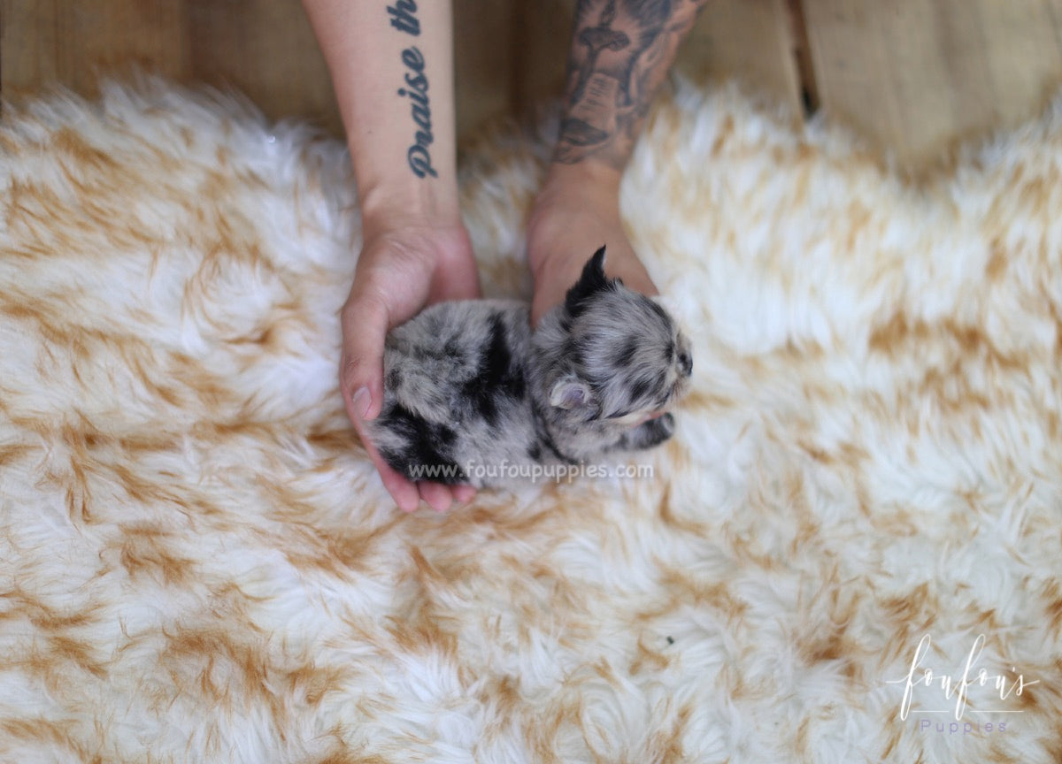 Marble - Chihuahua F.