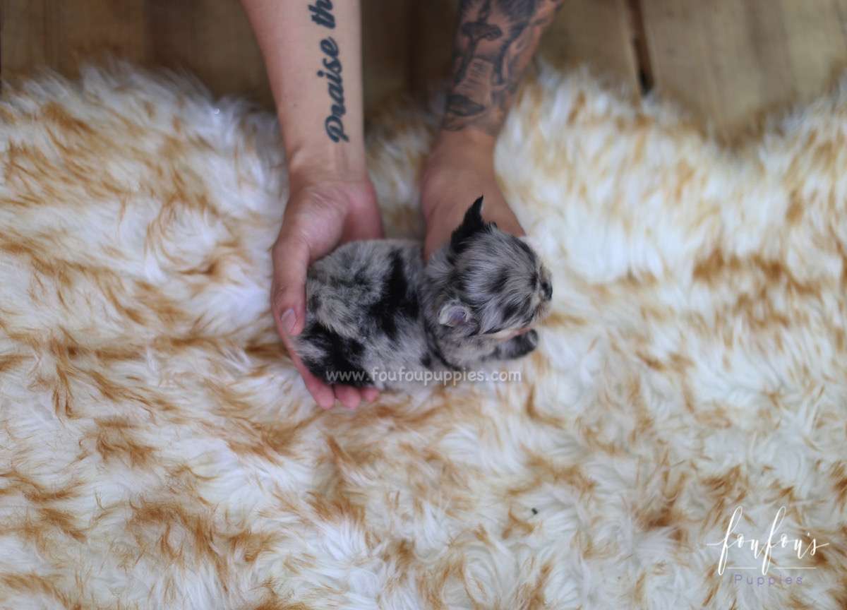 Marble - Chihuahua F.
