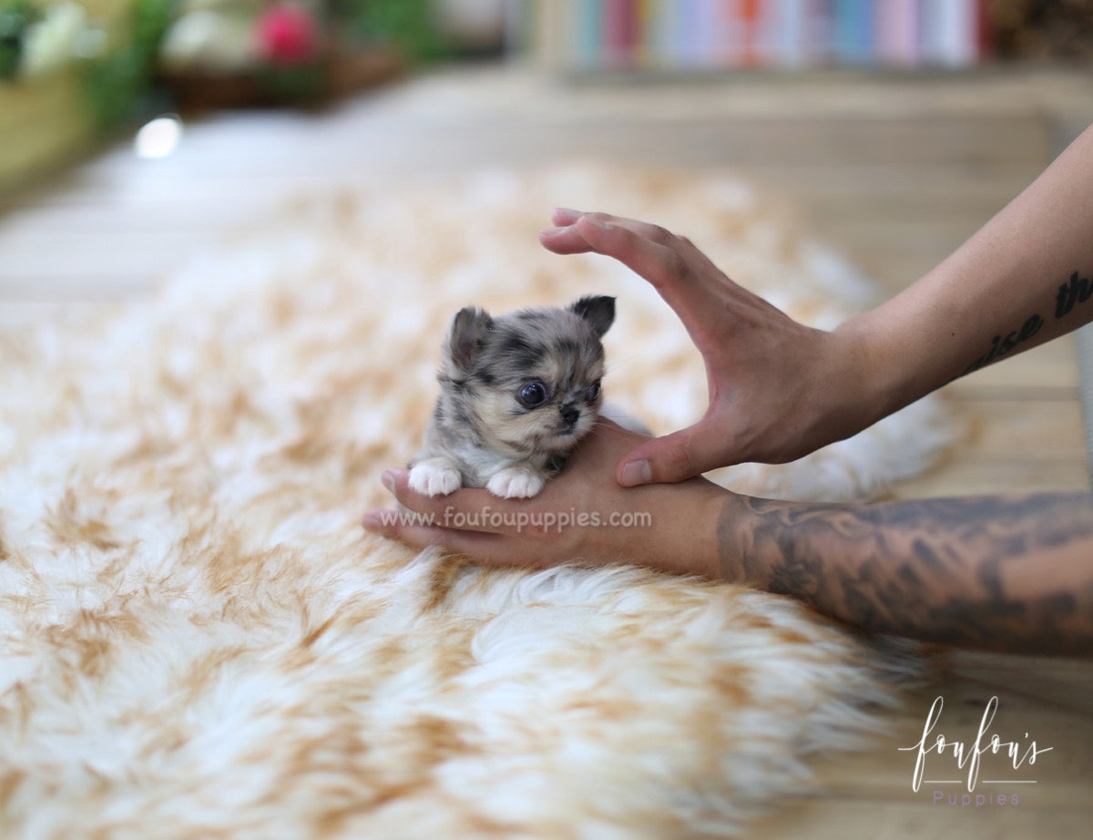 Marble - Chihuahua F.