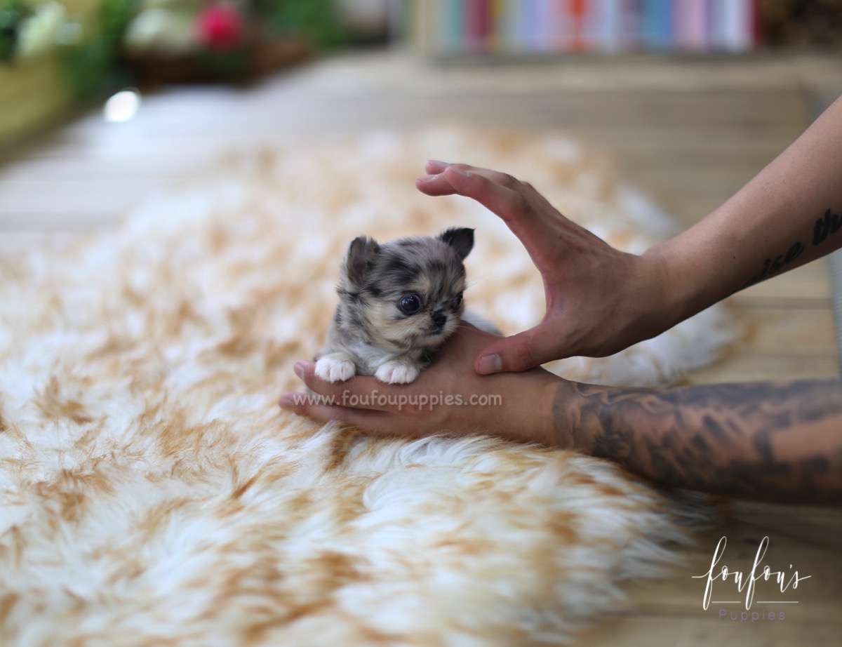 Marble - Chihuahua F.