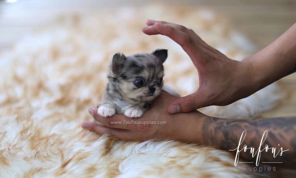 Marble - Chihuahua F.