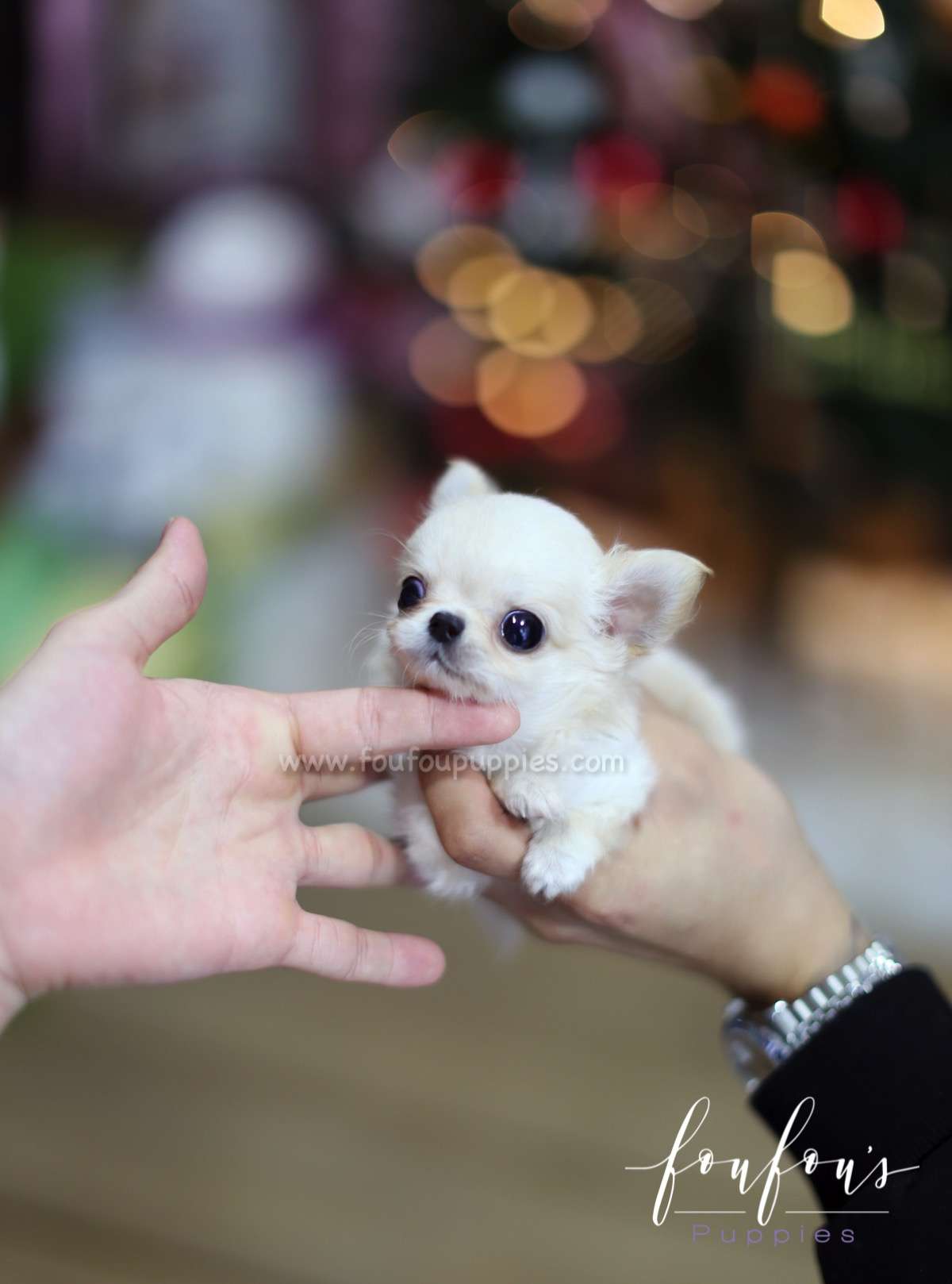 Chihuahua Puppy
