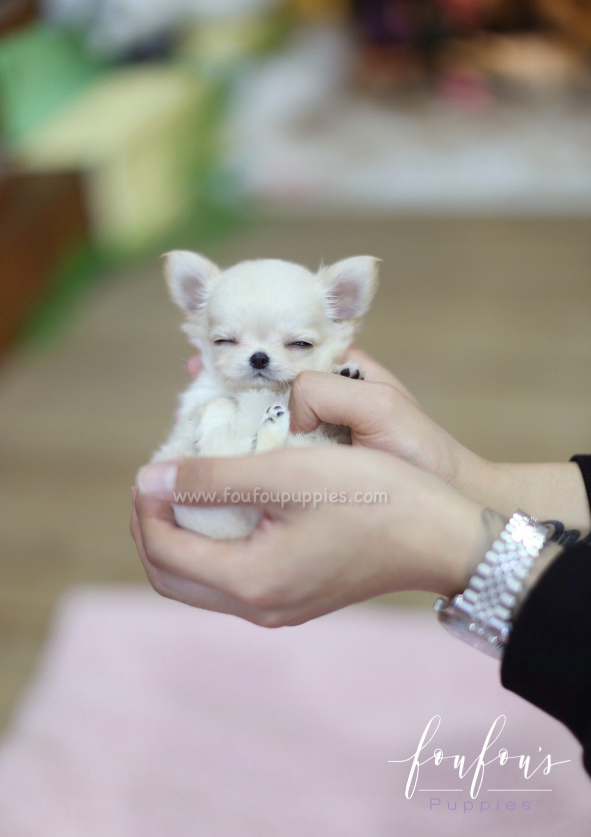 Luke - Chihuahua M.