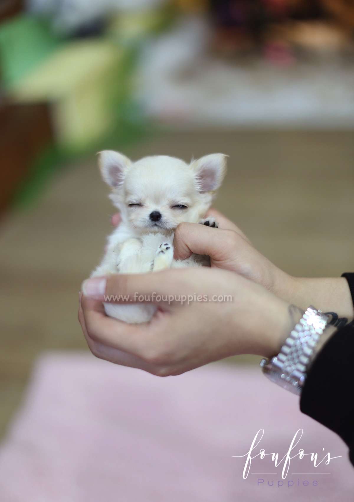 Luke - Chihuahua M.