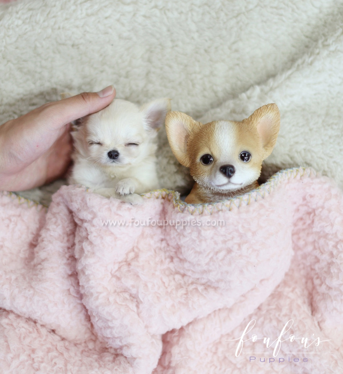 Luke - Chihuahua M.