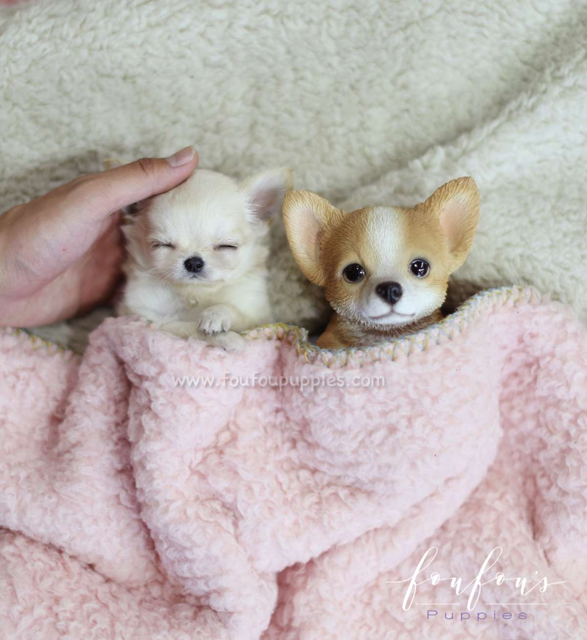 Luke - Chihuahua M.