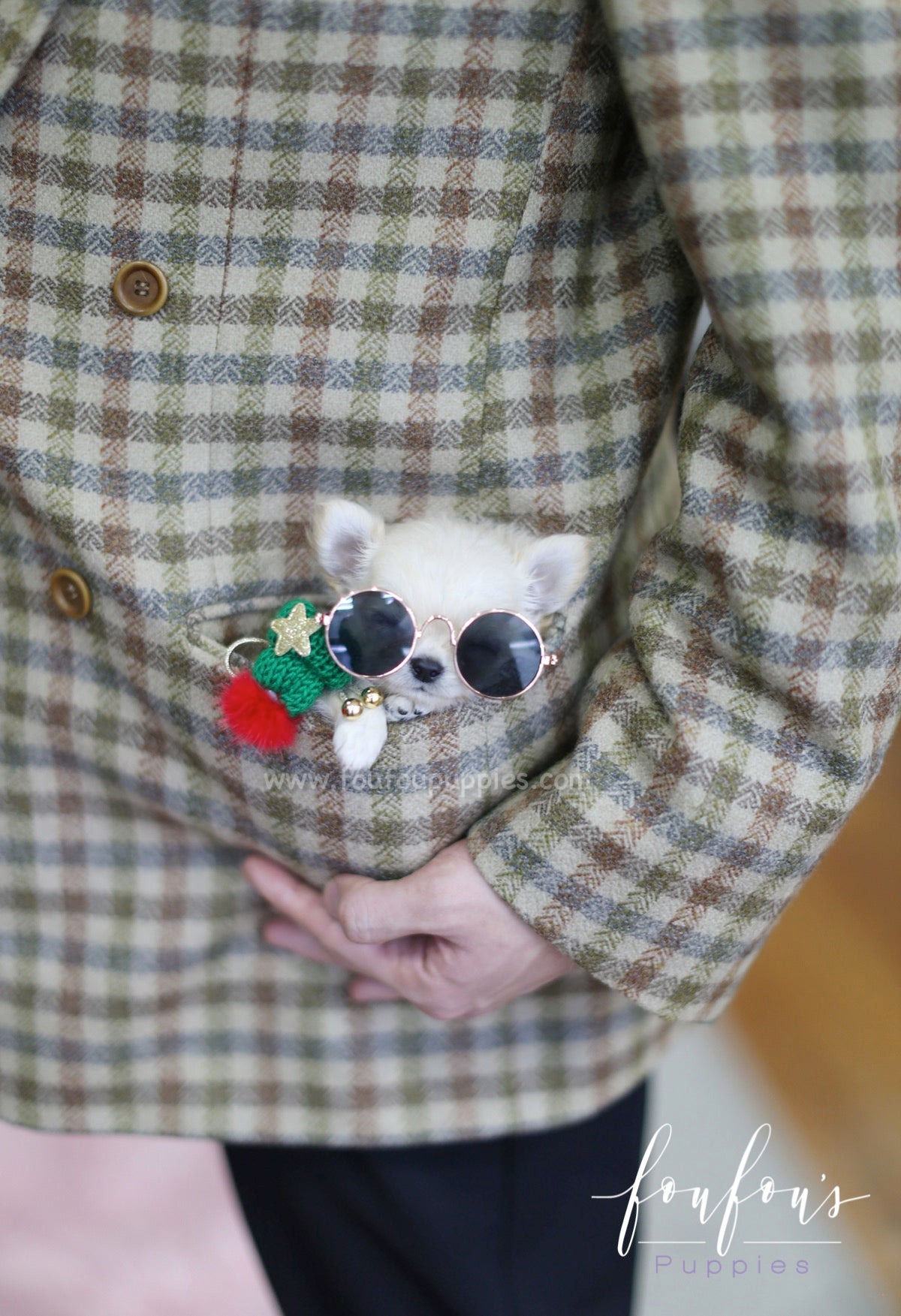 Luke - Chihuahua M.