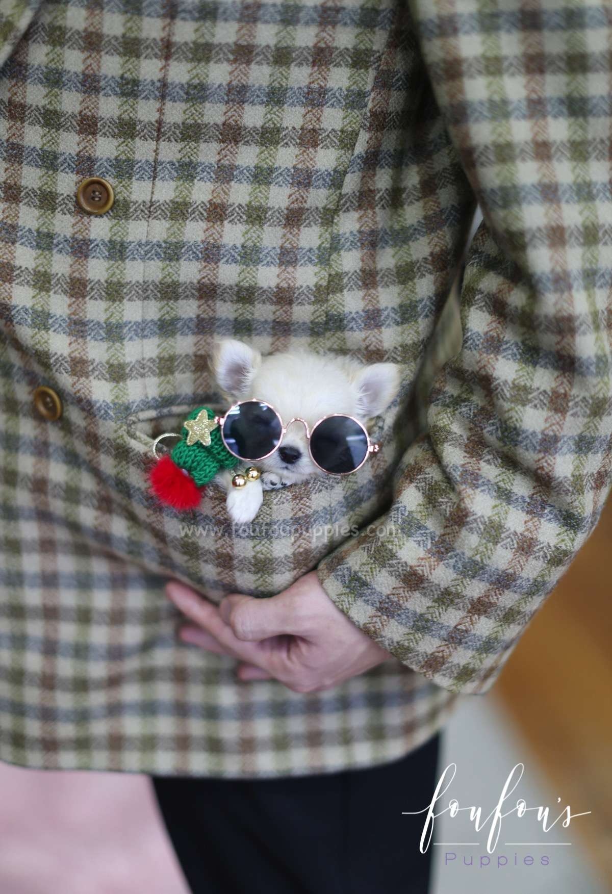 Chihuahua Prince