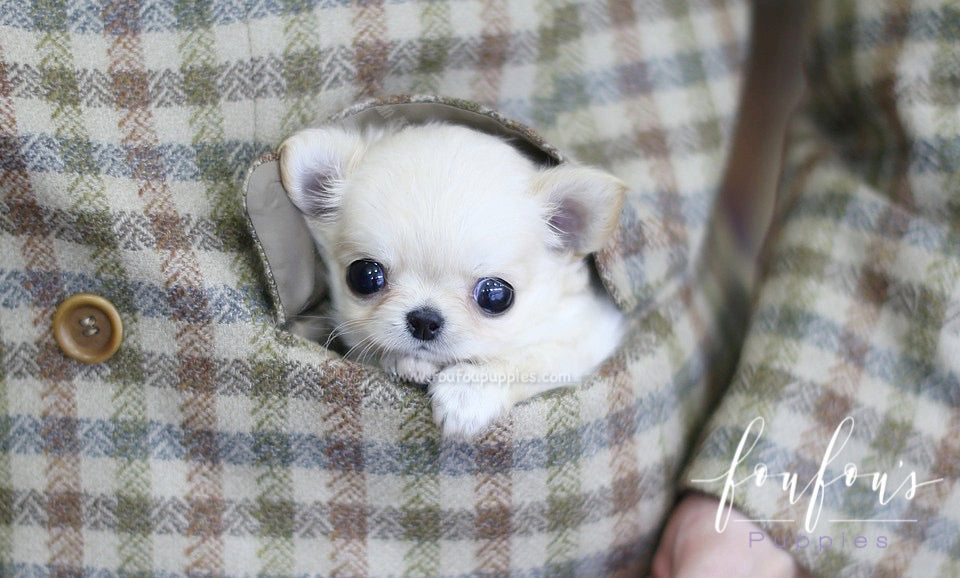 Luke - Chihuahua M.