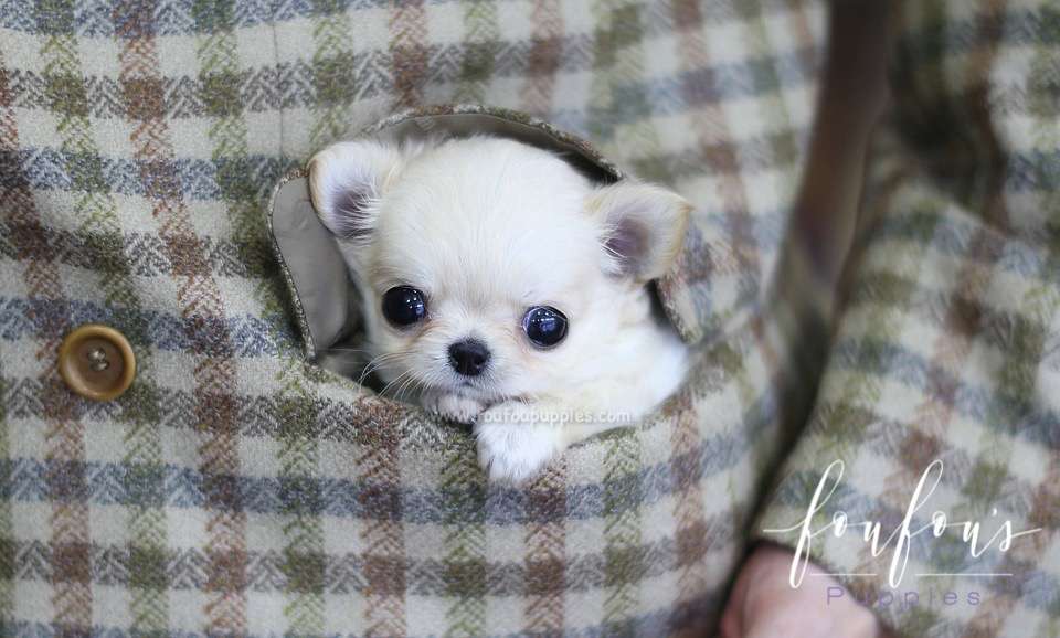 Luke - Chihuahua M.
