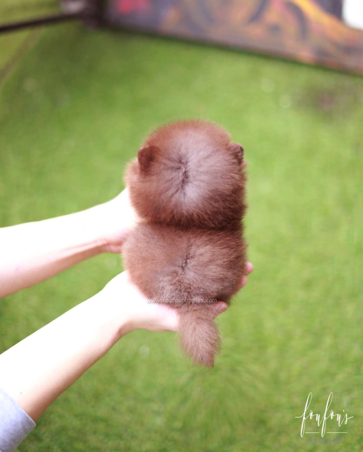 Twix - Pomeranian M.