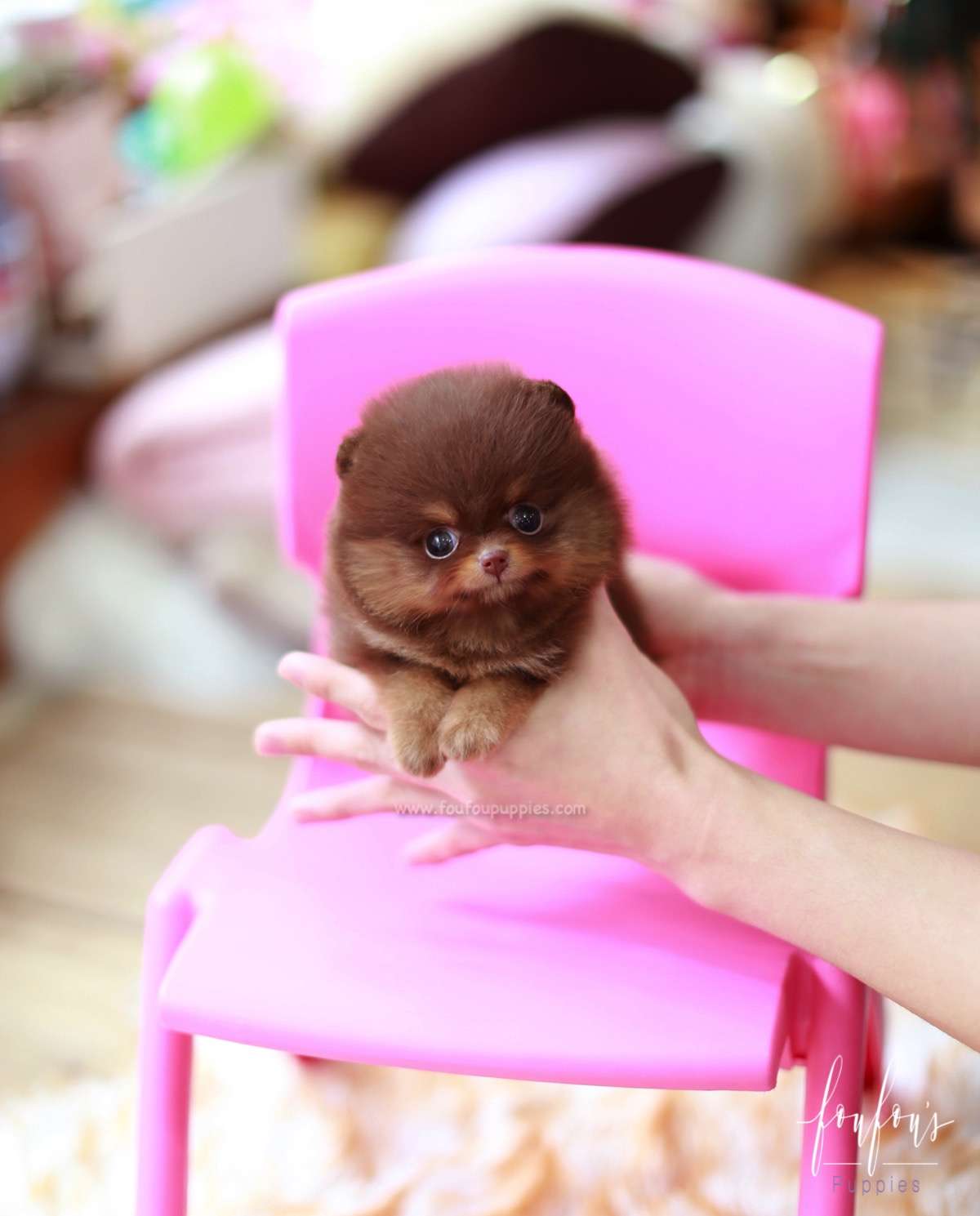 Twix - Pomeranian M.