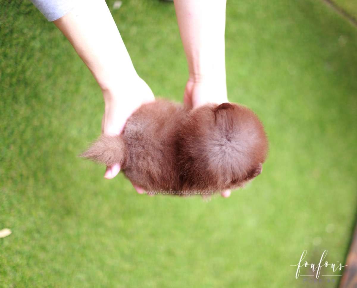 Twix - Pomeranian M.