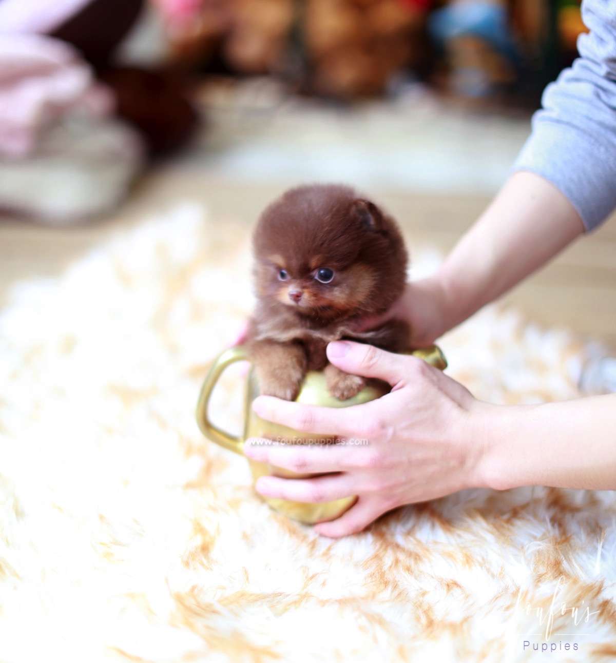Twix - Pomeranian M.