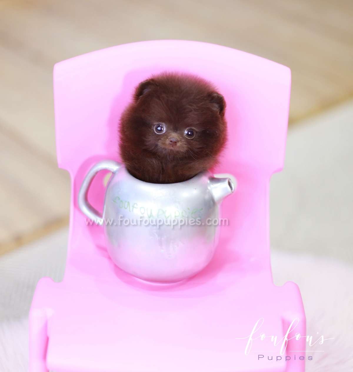 Mocha - Pomeranian F.
