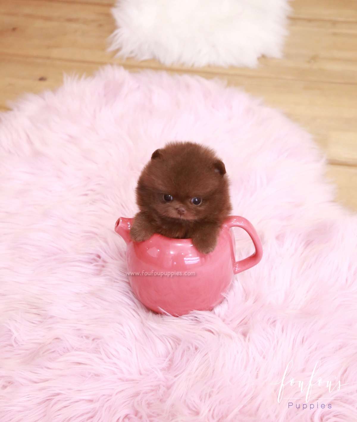 Hazel - Pomeranian F.