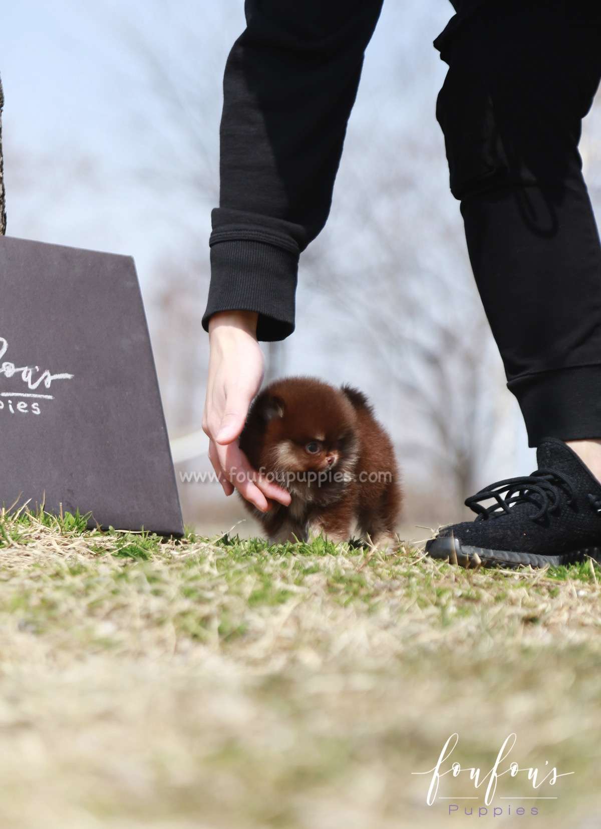 Tootsie - Pomeranian F.