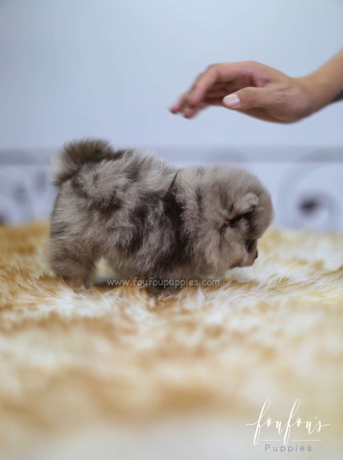 Candy - Pomeranian F.