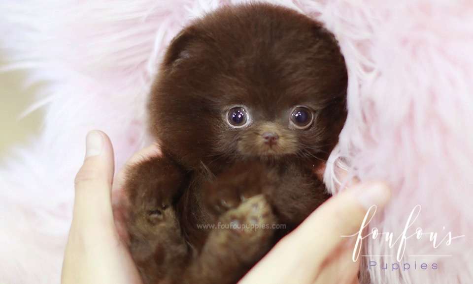 Mocha - Pomeranian F.