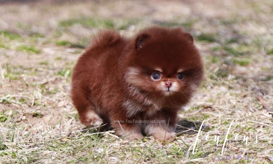 Tootsie - Pomeranian F.