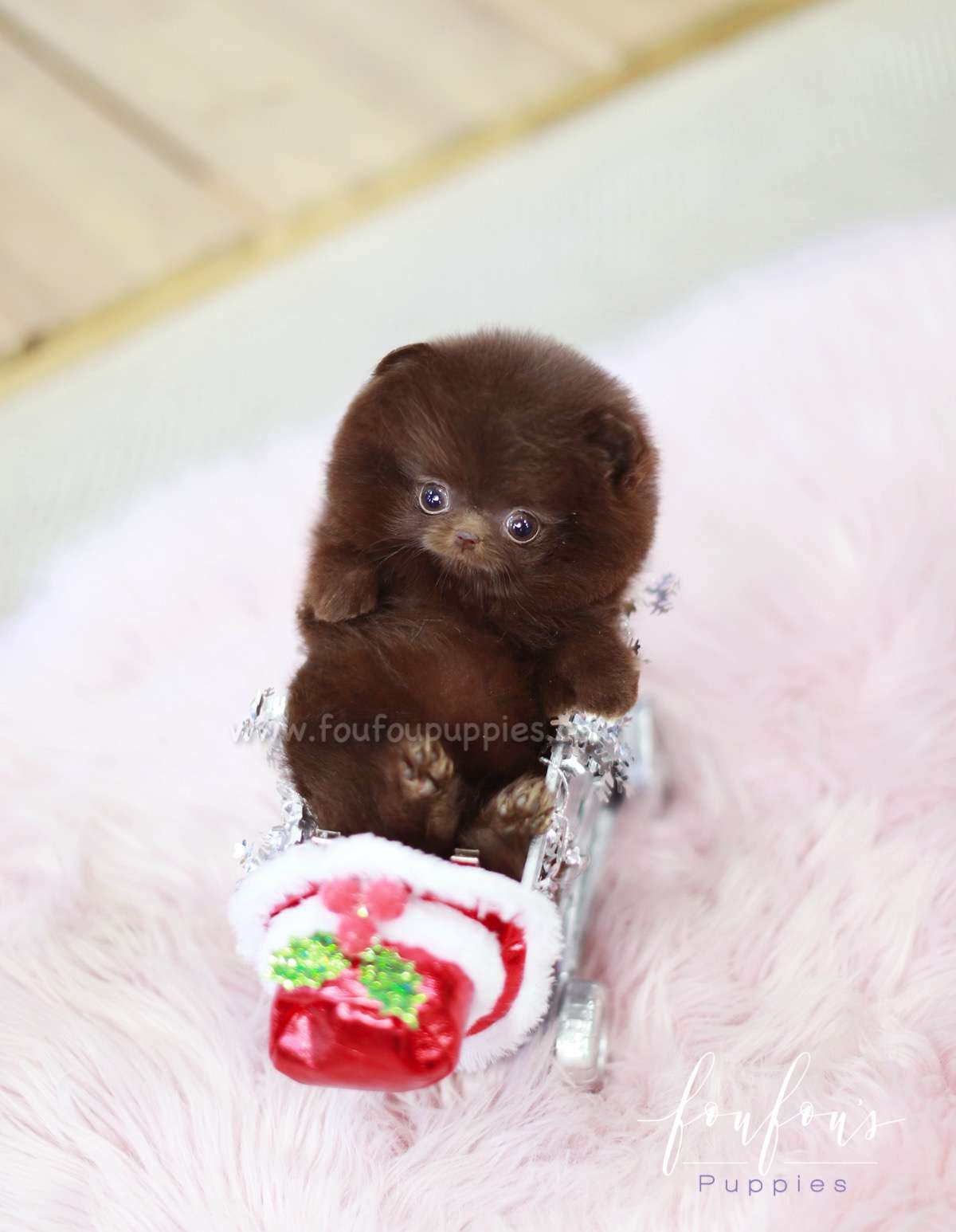 Mocha - Pomeranian F.