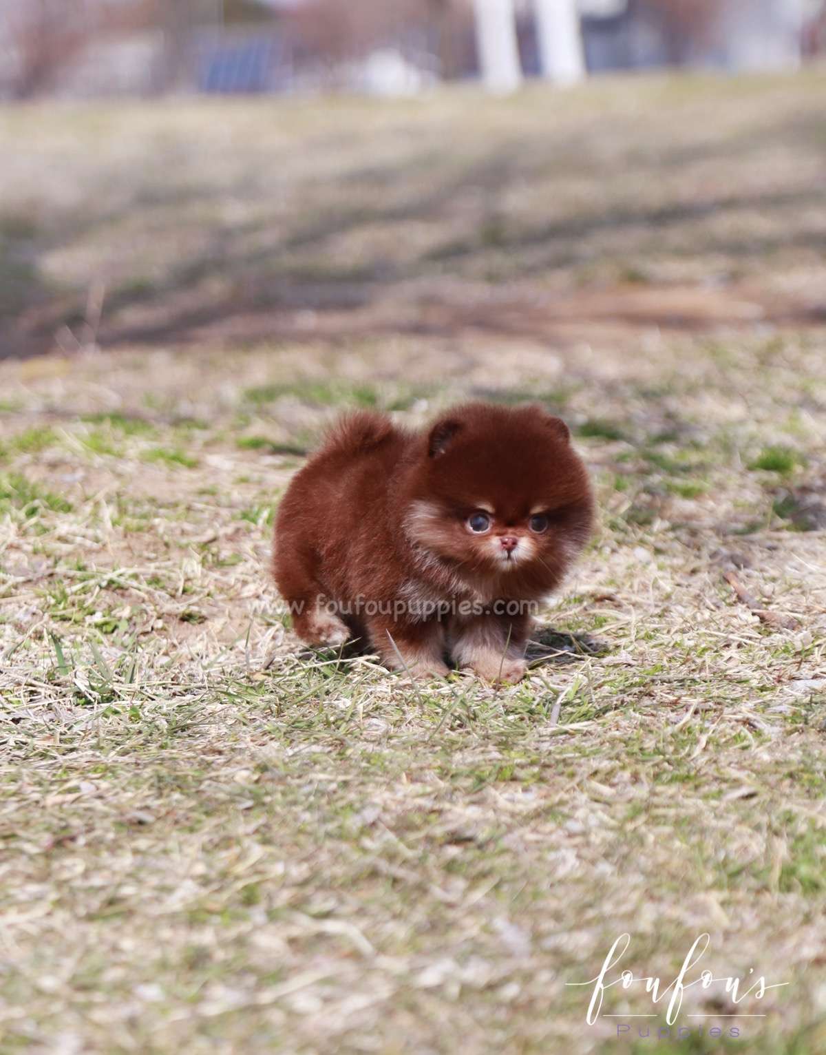 Tootsie - Pomeranian F.