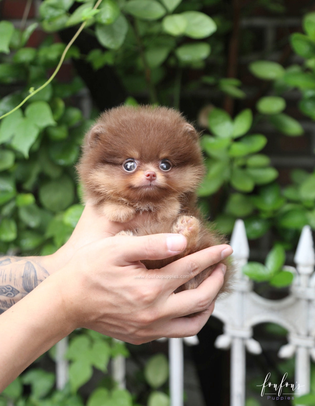 Twix - Pomeranian M.