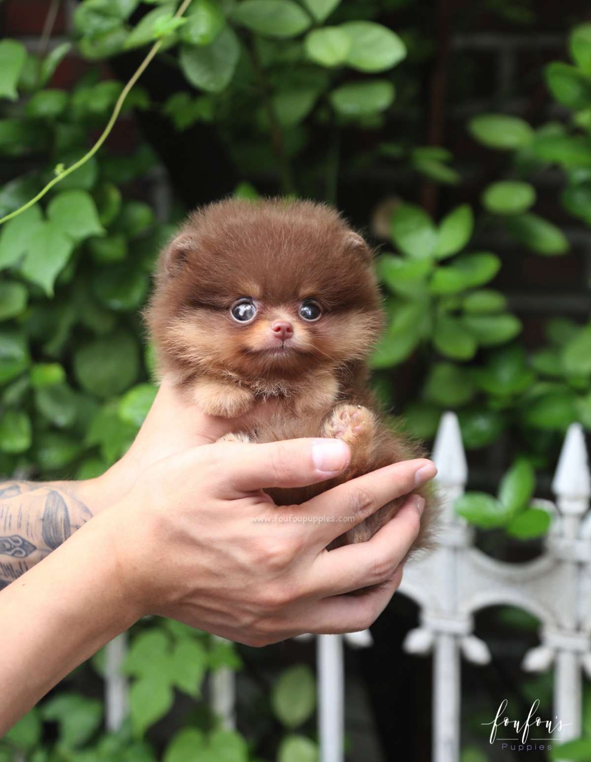 Twix - Pomeranian M.