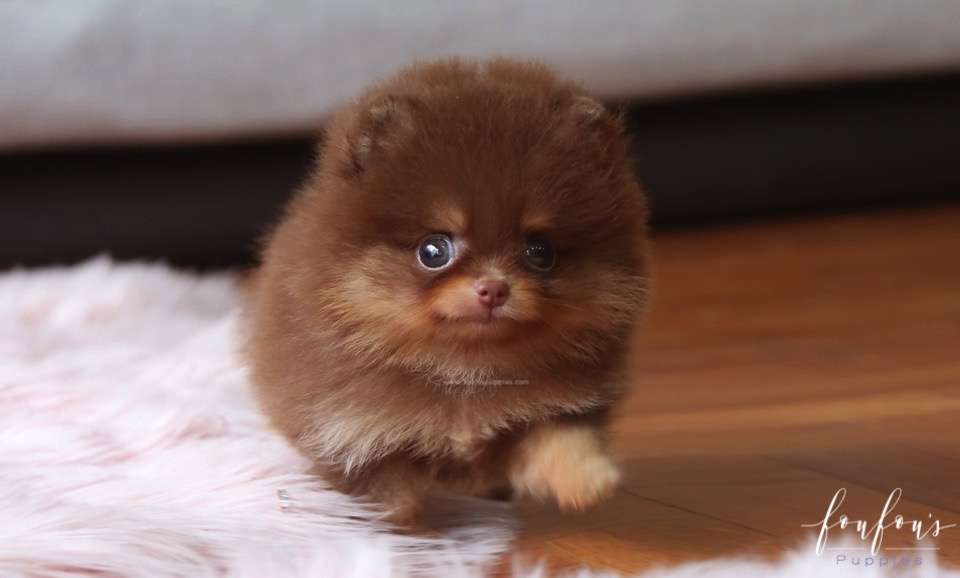 Twix - Pomeranian M.