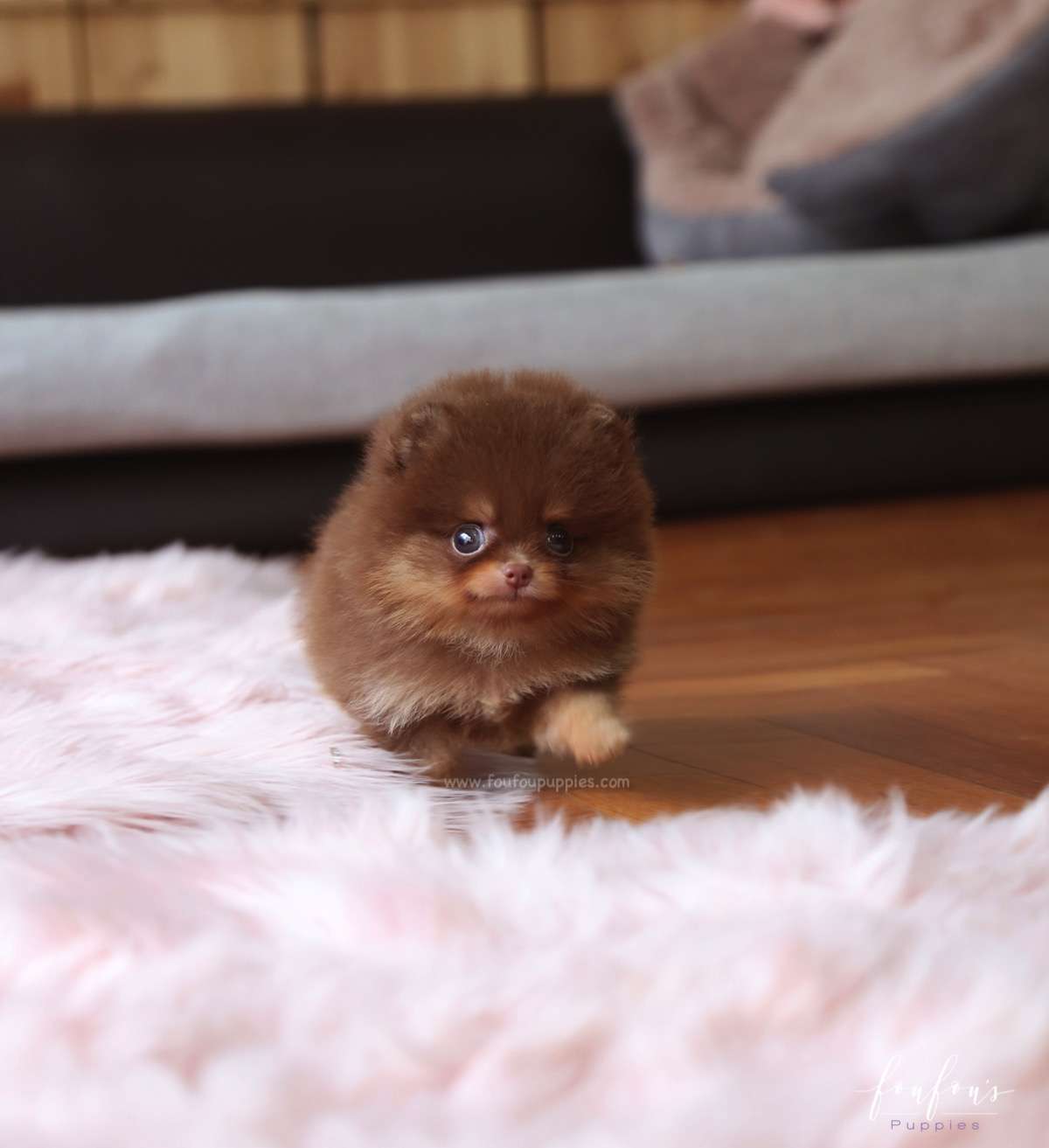 Twix - Pomeranian M.