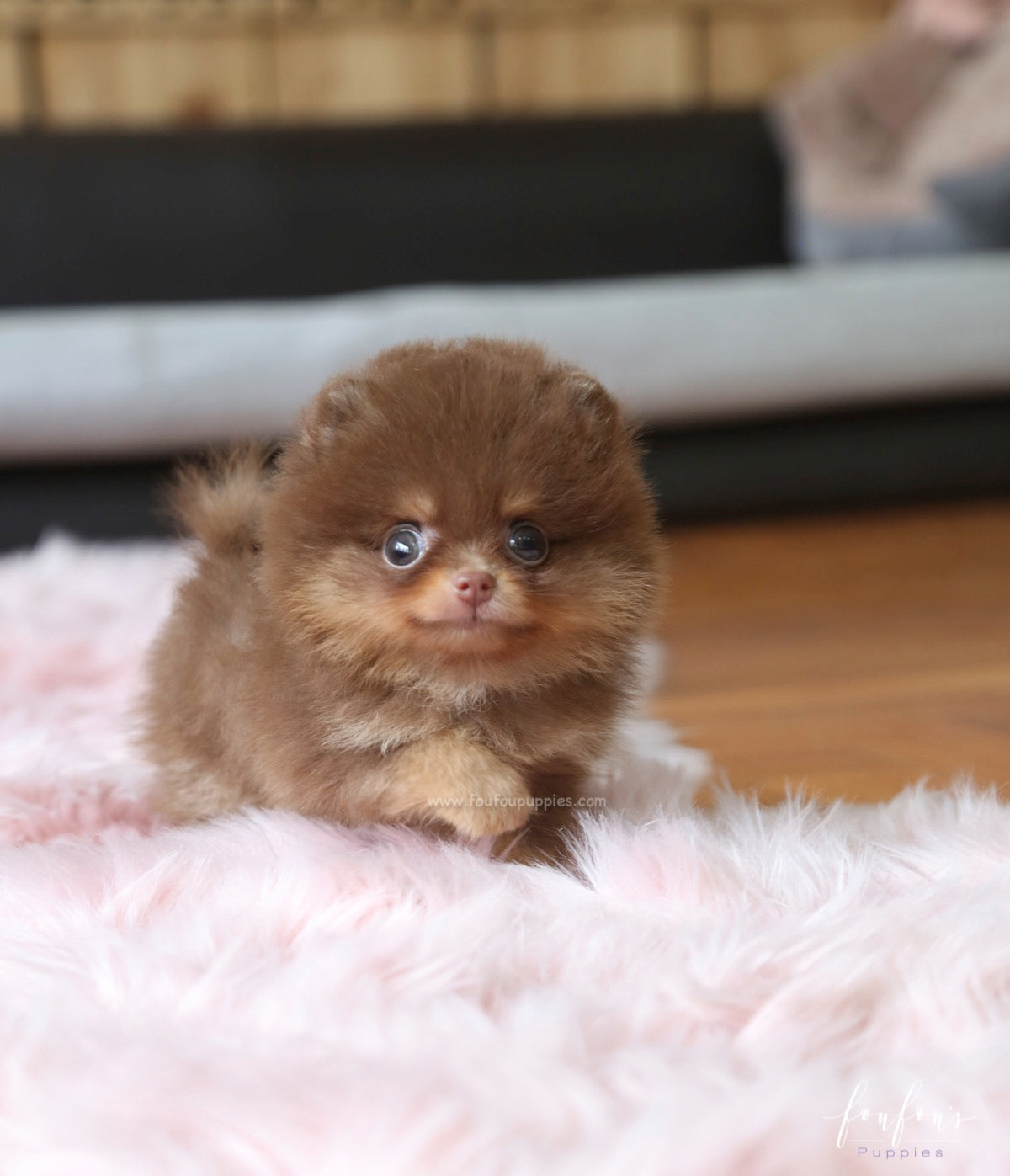 Twix - Pomeranian M.