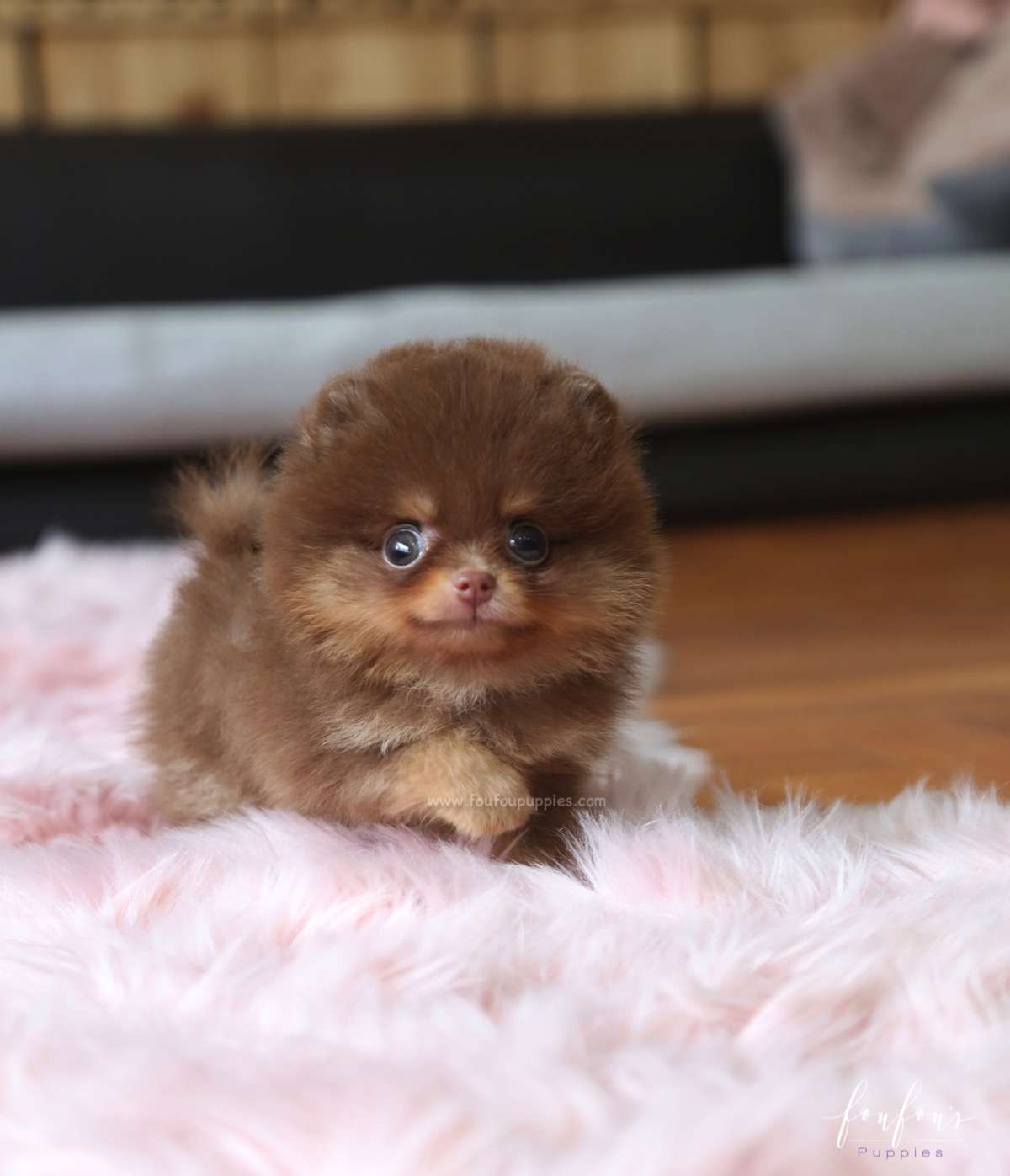 Twix - Pomeranian M.