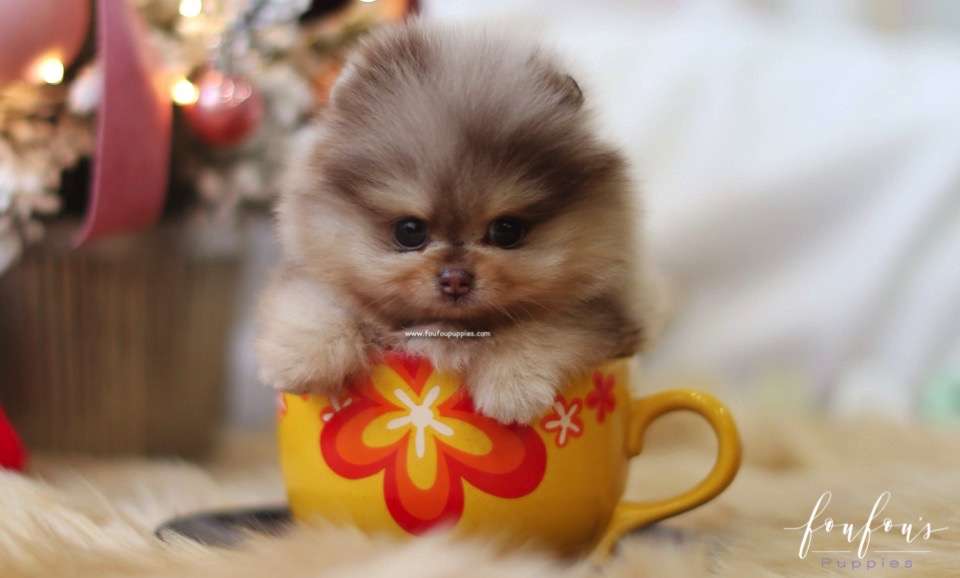 Pharaoh - Pomeranian M.