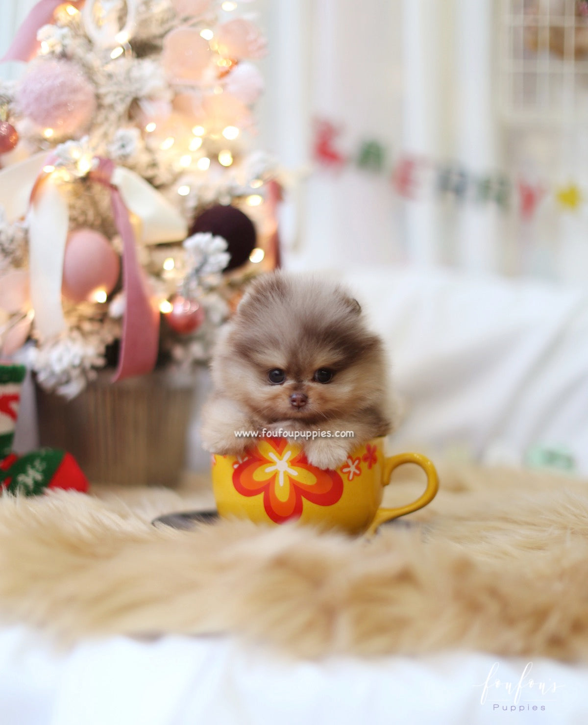 Pharaoh - Pomeranian M.