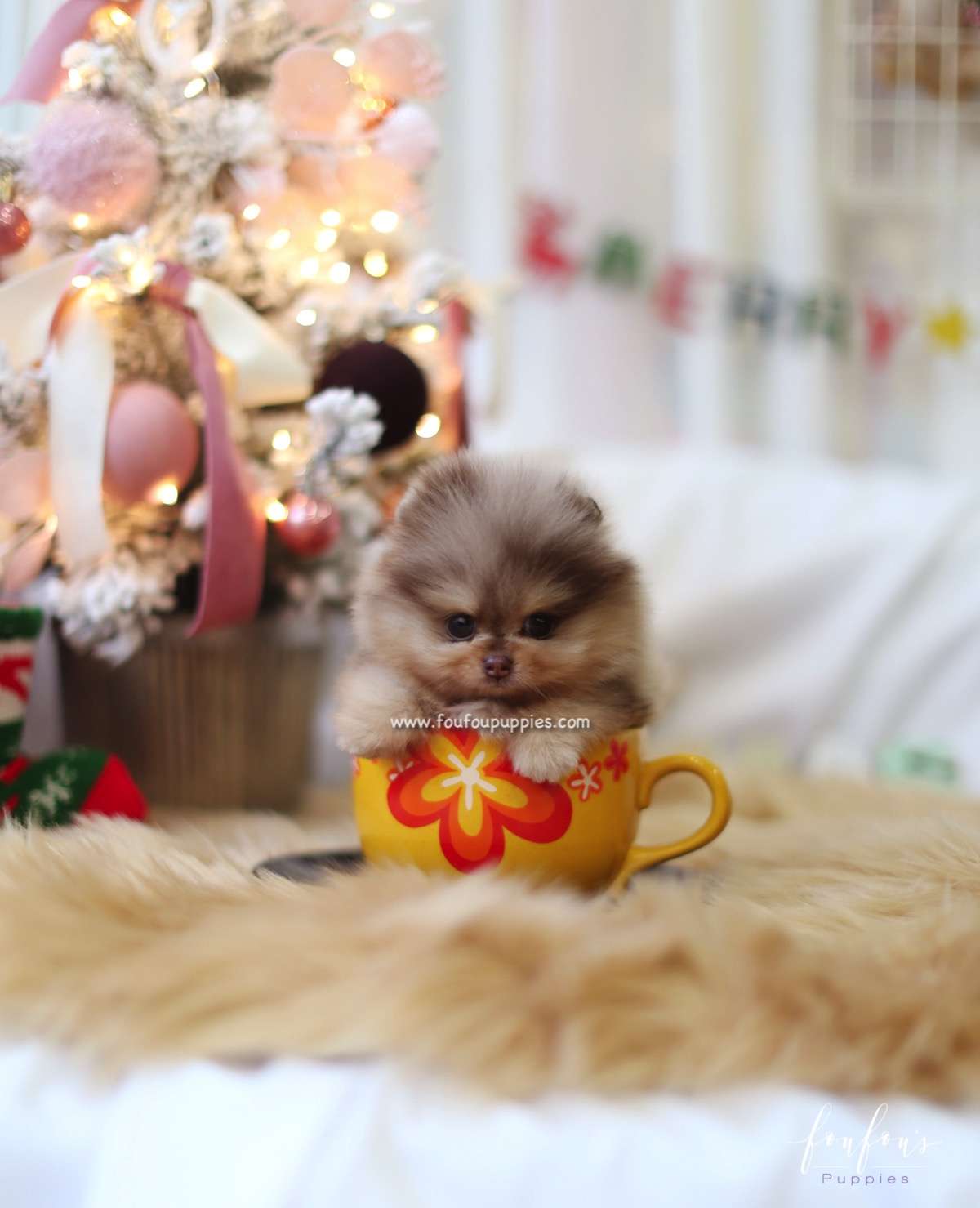 Pharaoh - Pomeranian M.