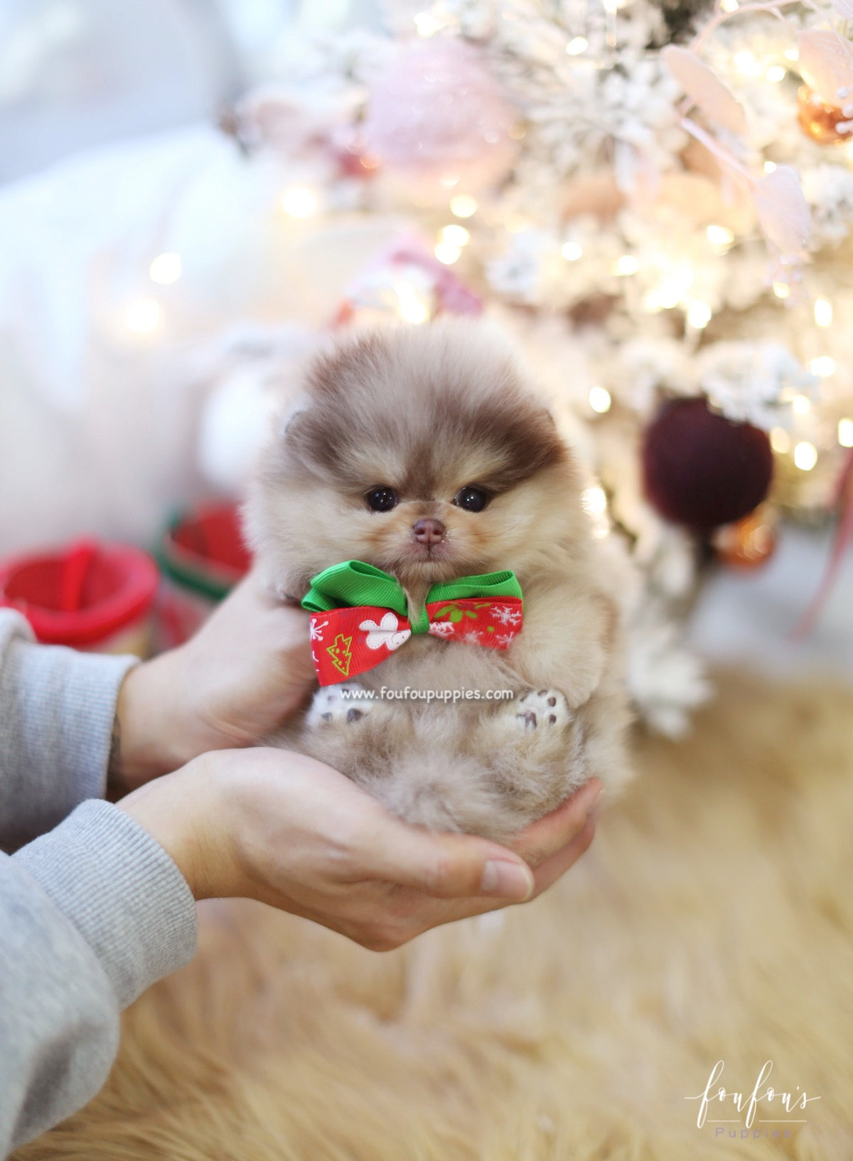 Pharaoh - Pomeranian M.