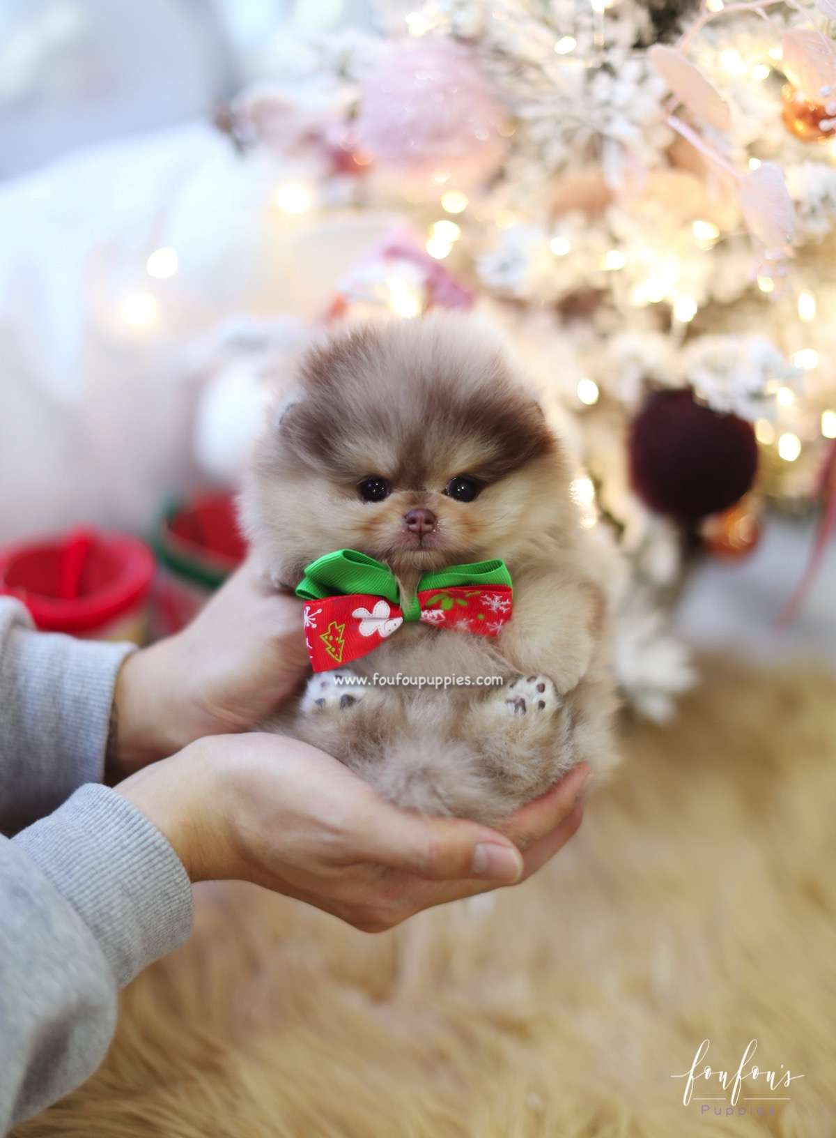 Pharaoh - Pomeranian M.